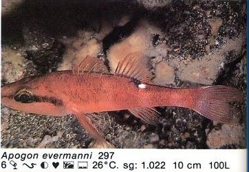 Apogon evermanni